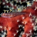 goby_coral_translucent_nw_h_0096_pal0105.jpg